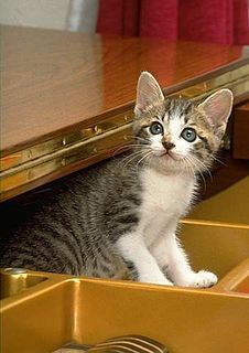 Cutest kitten pic 02