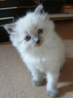 Cutest kitten pic 02