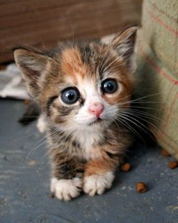 Cutest kitten pic 02