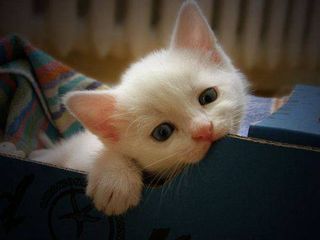 Cutest kitten pic 02