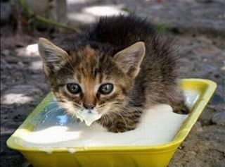 Cutest kitten pic 02