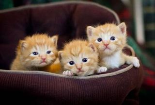 Cutest kitten pic 01