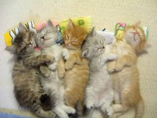 Cutest kitten pic 01