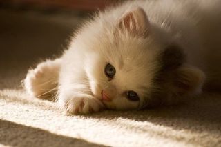 Cutest kitten pic 02