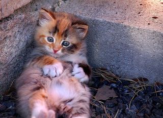 Cutest kitten pic 01