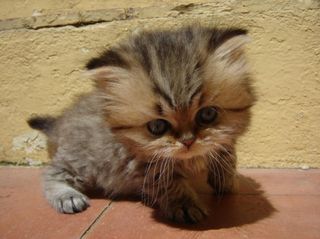 Click on the image to see another cute kitten photo