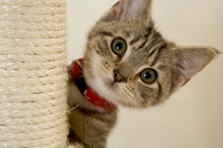 Cutest kitten pic 01