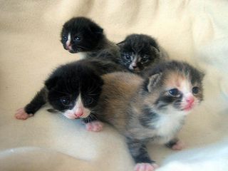 Cutest kitten pic 02