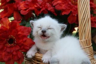 Cutest kitten pic 02