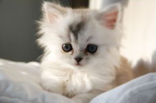 Cutest kitten pic 01