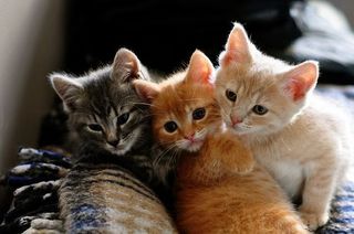 Click on the image to see another cute kitten photo