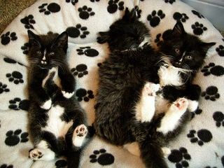 Cutest kitten pic 02