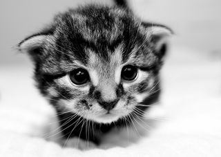 Cutest kitten pic 02