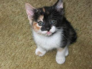 Cutest kitten pic 02