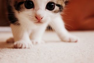 Cutest kitten pic 02