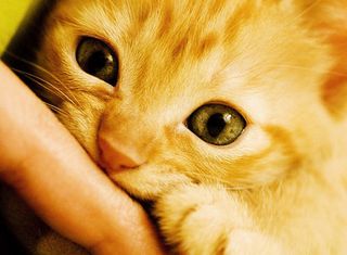 Cutest kitten pic 02