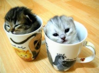 Cutest kitten pic 01