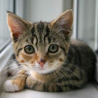 Cutest kitten pic 01