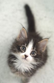 Cutest kitten pic 02