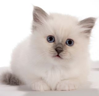 Click on the image to see another cute kitten photo