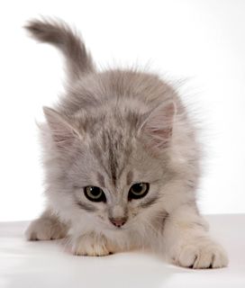 Cutest kitten pic 02