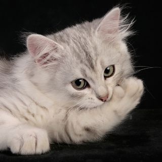 Cutest kitten pic 02