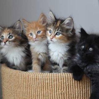 Cutest kitten pic 02