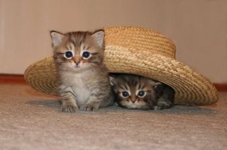 Cutest kitten pic 01