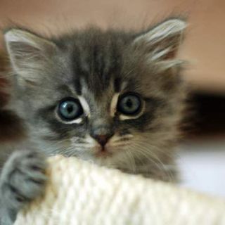 Click on the image to see another cute kitten photo