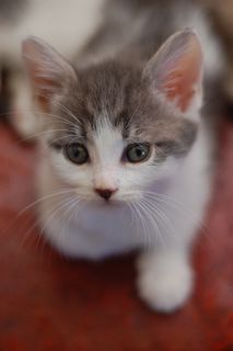 Cutest kitten pic 01