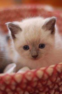 Cutest kitten pic 01