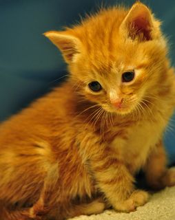 Click on the image to see another cute kitten photo