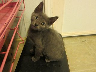 Click on the image to see another cute kitten photo