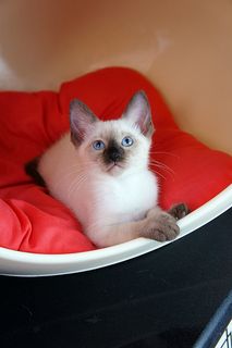 Cutest kitten pic 01