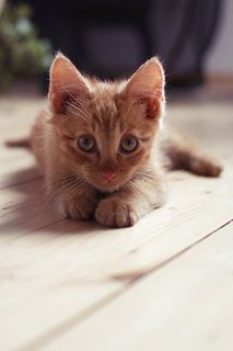 Cutest kitten pic 02