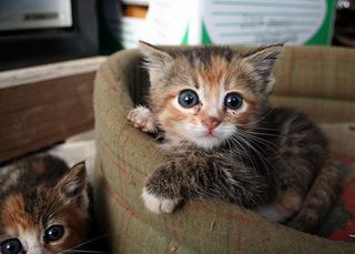 Cutest kitten pic 01