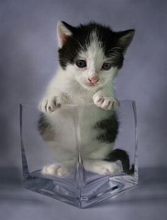 Cutest kitten pic 01