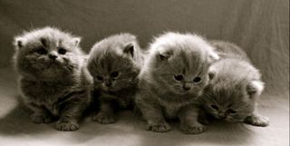 Cutest kitten pic 01