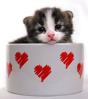 Cutest kitten pic 01