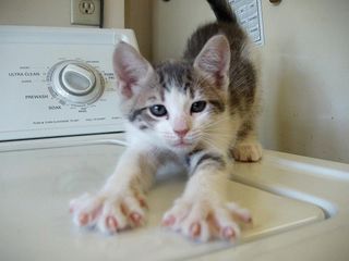 Cutest kitten pic 02