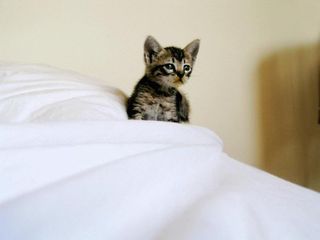 Cutest kitten pic 01