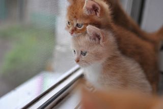 Cutest kitten pic 01