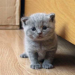 Cutest kitten pic 02