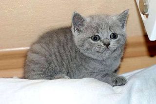 Cutest kitten pic 02