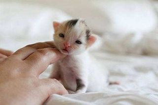 Cutest kitten pic 02