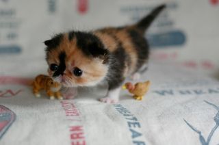 Click on the image to see another cute kitten photo