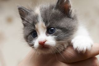 Cutest kitten pic 02