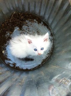 Cutest kitten pic 01