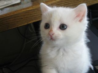 Cutest kitten pic 02