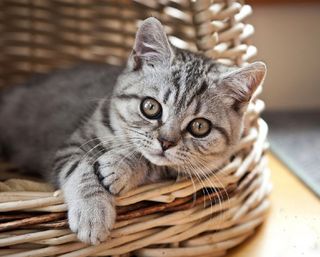 Click on the image to see another cute kitten photo